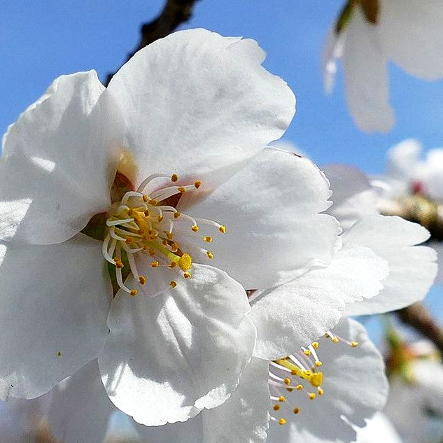 Japanische Blüten-Kirsche 'Royal Flame' (Prunus serrulata)