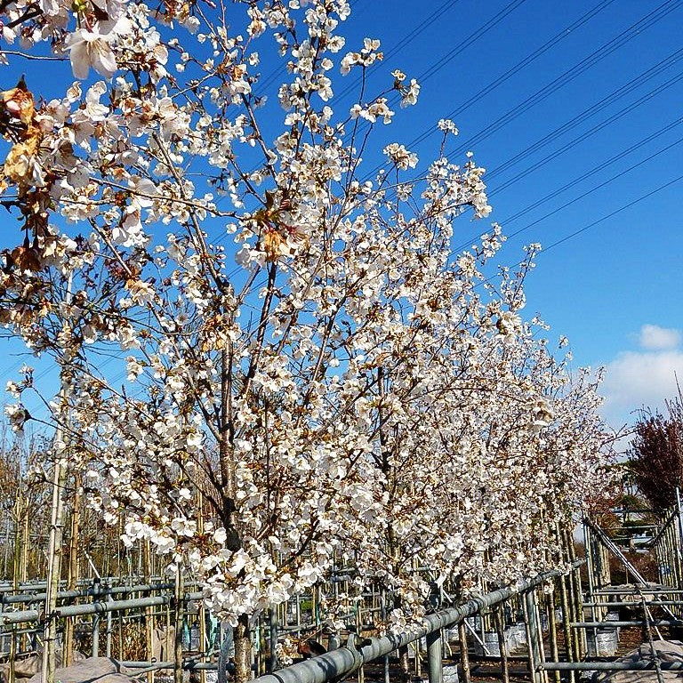 Japanische Blüten-Kirsche 'Royal Flame' (Prunus serrulata)