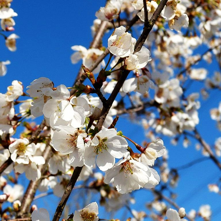 Japanische Blüten-Kirsche 'Royal Flame' (Prunus serrulata)