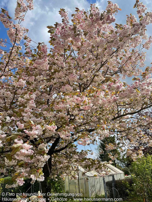 Japanische Blüten-Kirsche 'Shirofugen' (Prunus serrulata)