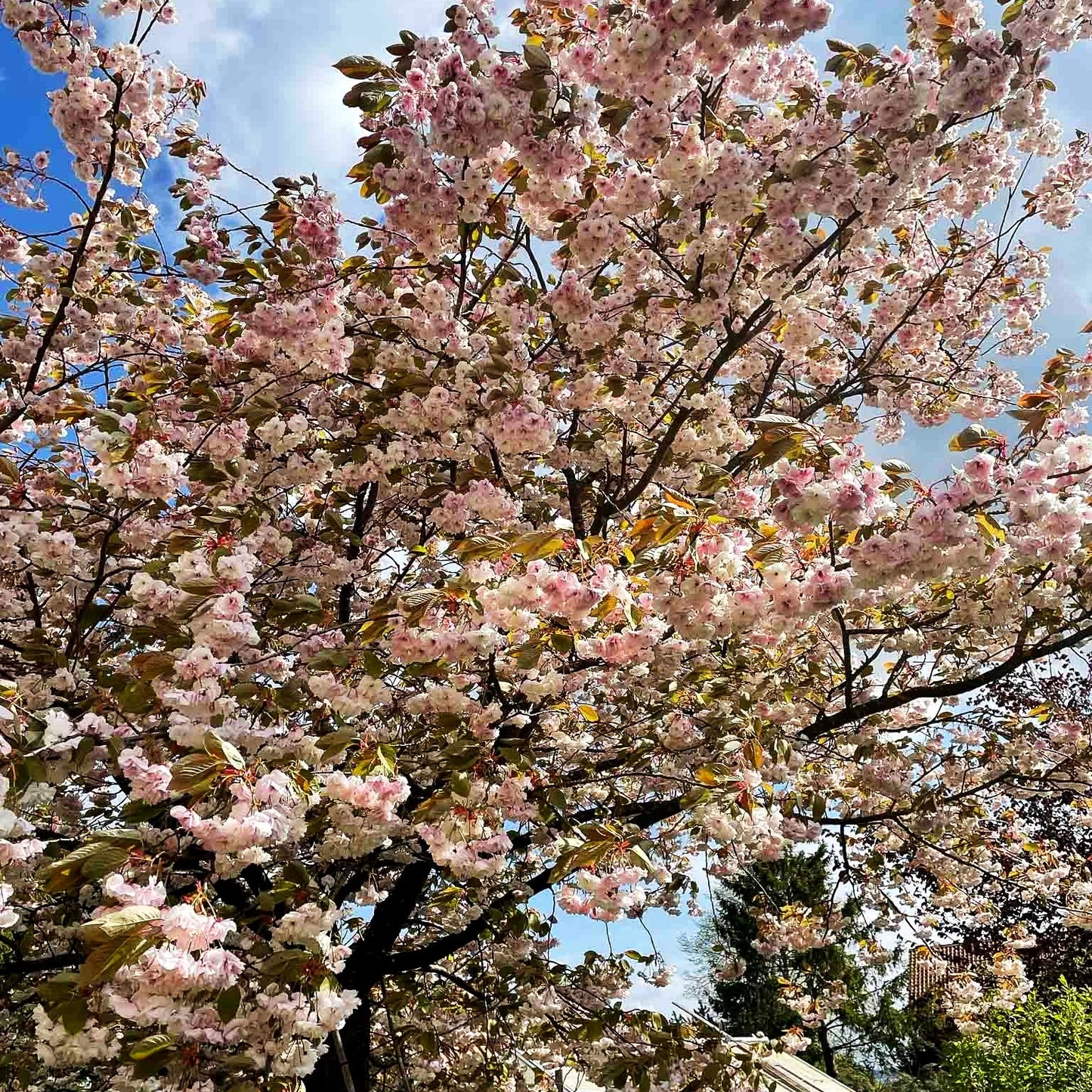 Japanische Blüten-Kirsche 'Shirofugen' (Prunus serrulata)