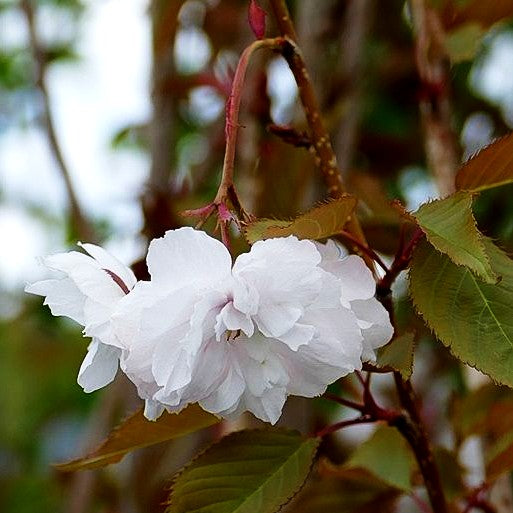 Japanische Blüten-Kirsche 'Shirofugen' (Prunus serrulata)