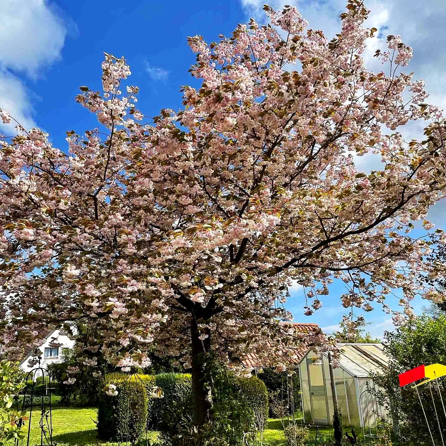 Japanische Blüten-Kirsche 'Shirofugen' (Prunus serrulata)