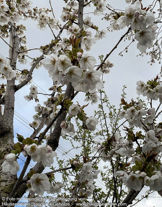 Japanische Blüten-Kirsche 'Taihaku' (Prunus serrulata)