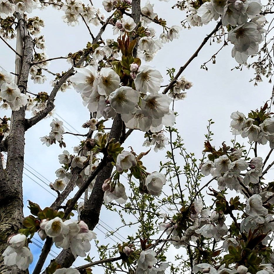 Japanische Blüten-Kirsche 'Taihaku' (Prunus serrulata)