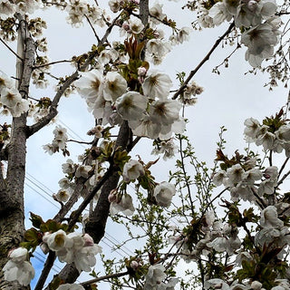 Japanische Blüten-Kirsche 'Taihaku' (Prunus serrulata)