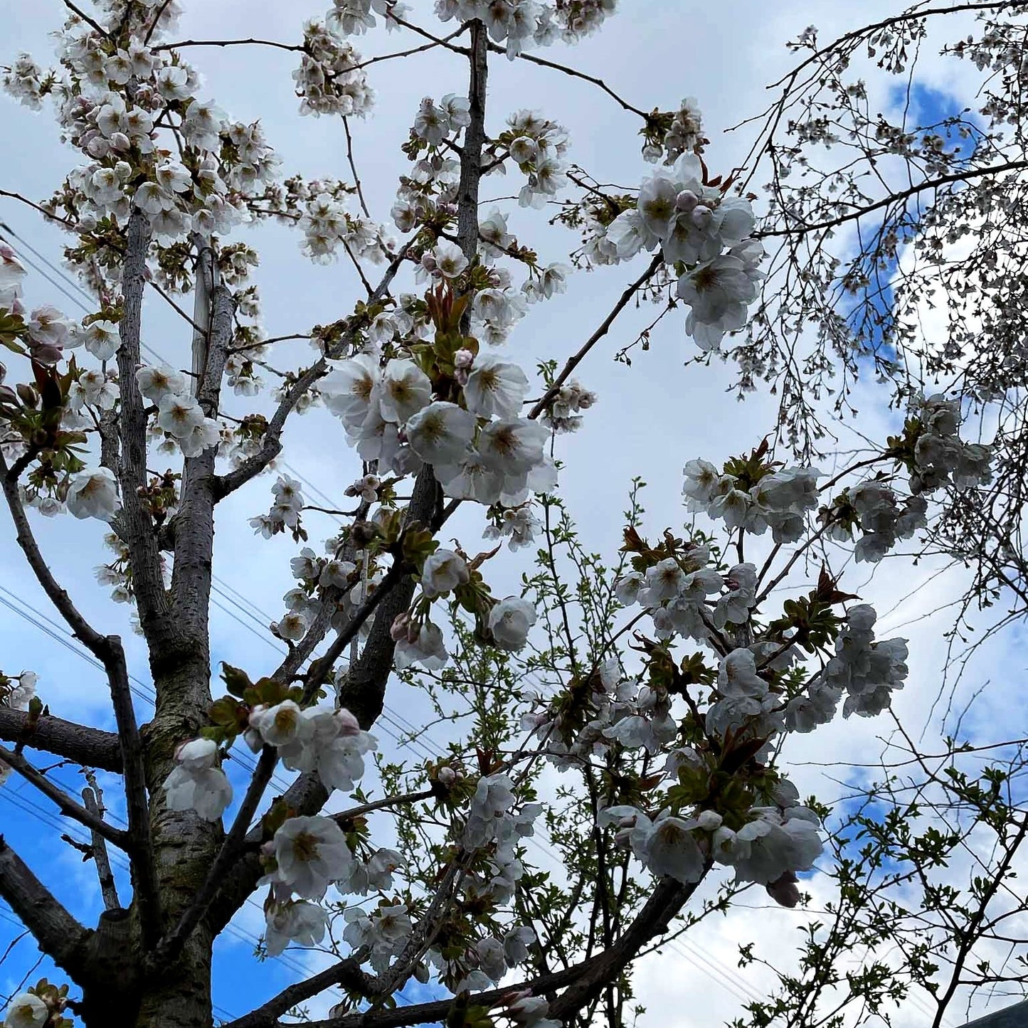 Japanische Blüten-Kirsche 'Taihaku' (Prunus serrulata)