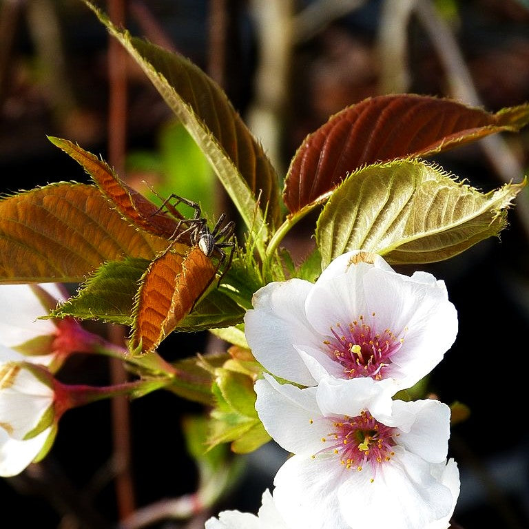 Japanische Blüten-Kirsche 'Taihaku' (Prunus serrulata)