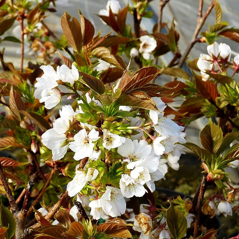 Japanische Blüten-Kirsche 'Taihaku' (Prunus serrulata)