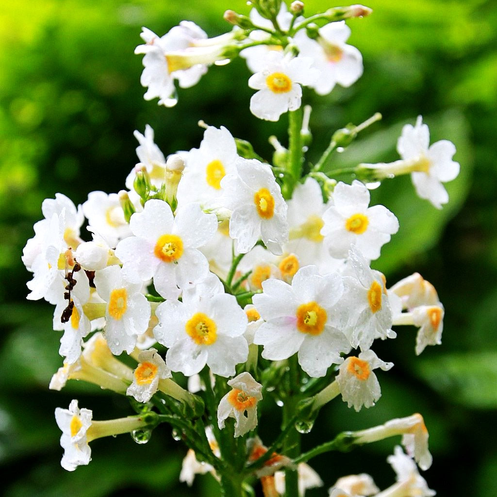 Japanische Etagen-Primel 'Alba' (Primula japonica)