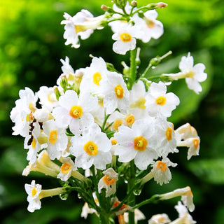 Japanische Etagen-Primel 'Alba' (Primula japonica)