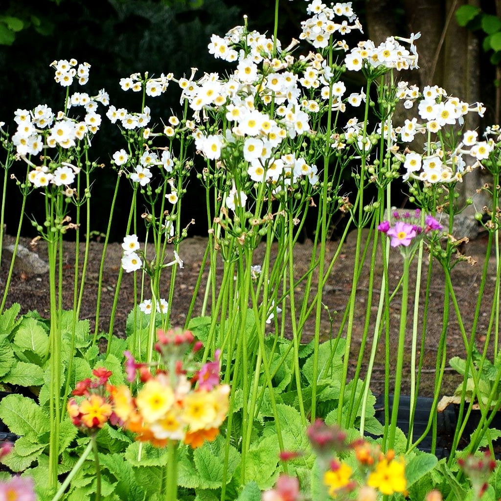 Japanische Etagen-Primel 'Alba' (Primula japonica)