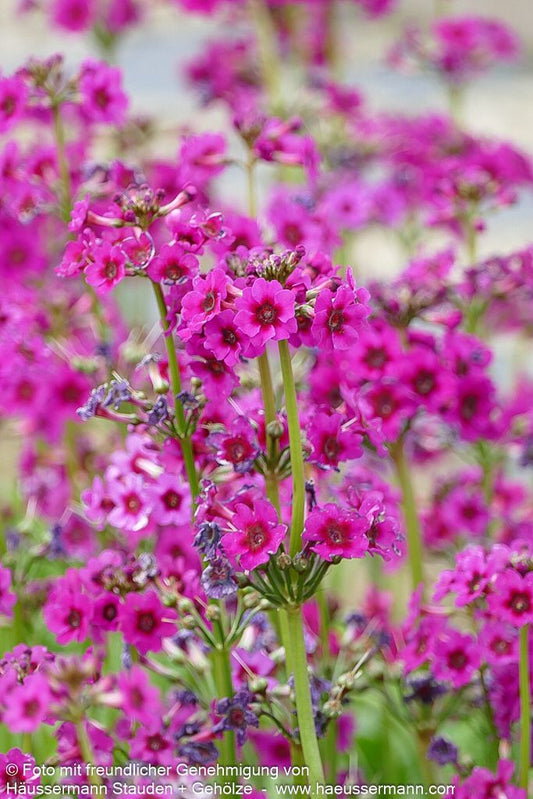 Japanische Etagen-Primel 'Carminea' (Primula japonica)