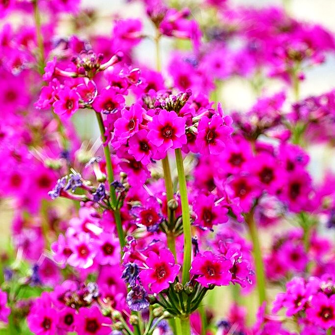 Japanische Etagen-Primel 'Carminea' (Primula japonica)