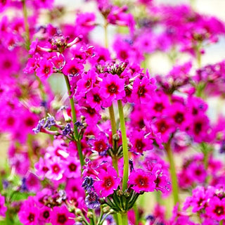 Japanische Etagen-Primel 'Carminea' (Primula japonica)