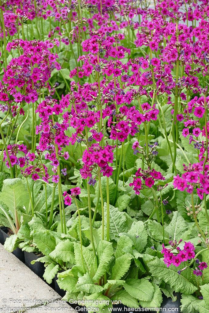 Japanische Etagen-Primel 'Carminea' (Primula japonica)