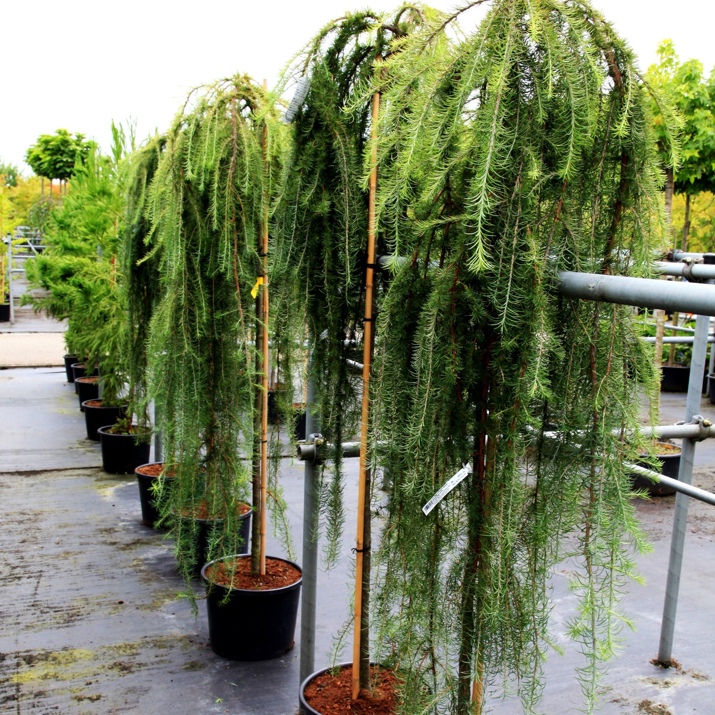 Japanische Hänge-Lärche 'Stiff Weeper' (Larix kaempferi)