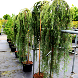Japanische Hänge-Lärche 'Stiff Weeper' (Larix kaempferi)
