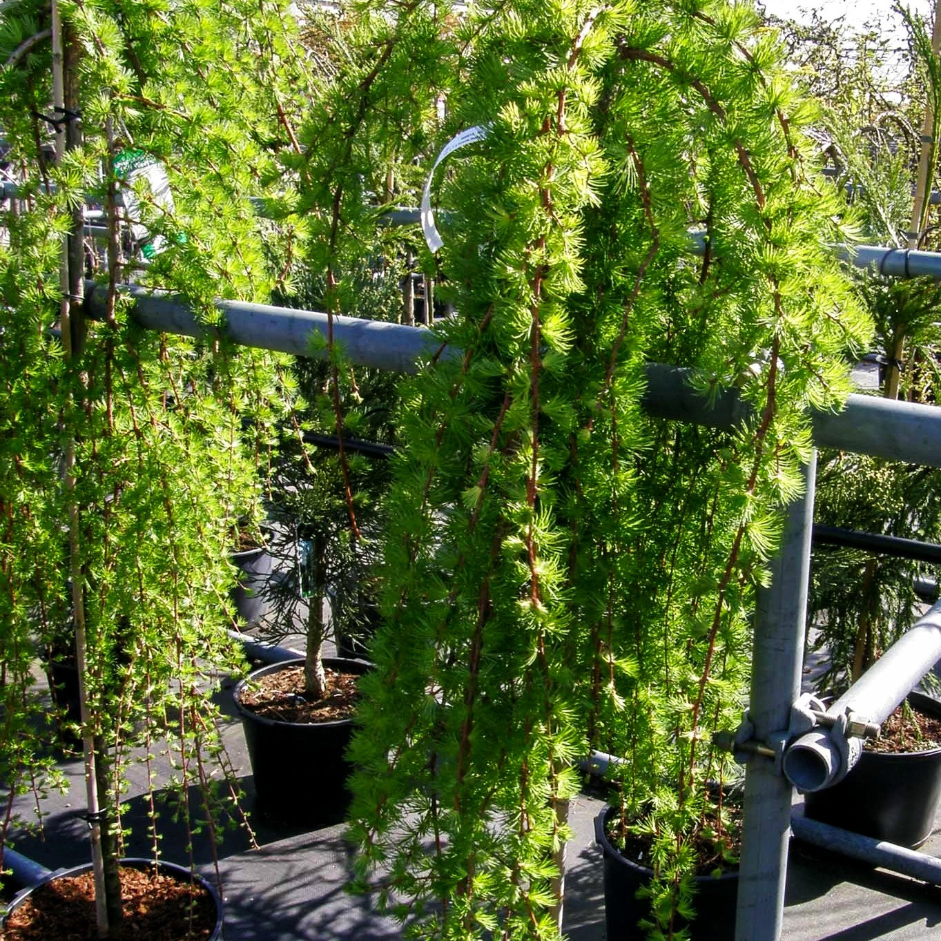 Japanische Hänge-Lärche 'Stiff Weeper' (Larix kaempferi)