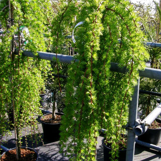 Japanische Hänge-Lärche 'Stiff Weeper' (Larix kaempferi)