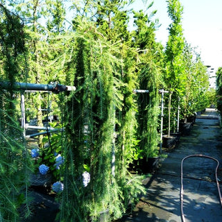 Japanische Hänge-Lärche 'Stiff Weeper' (Larix kaempferi)