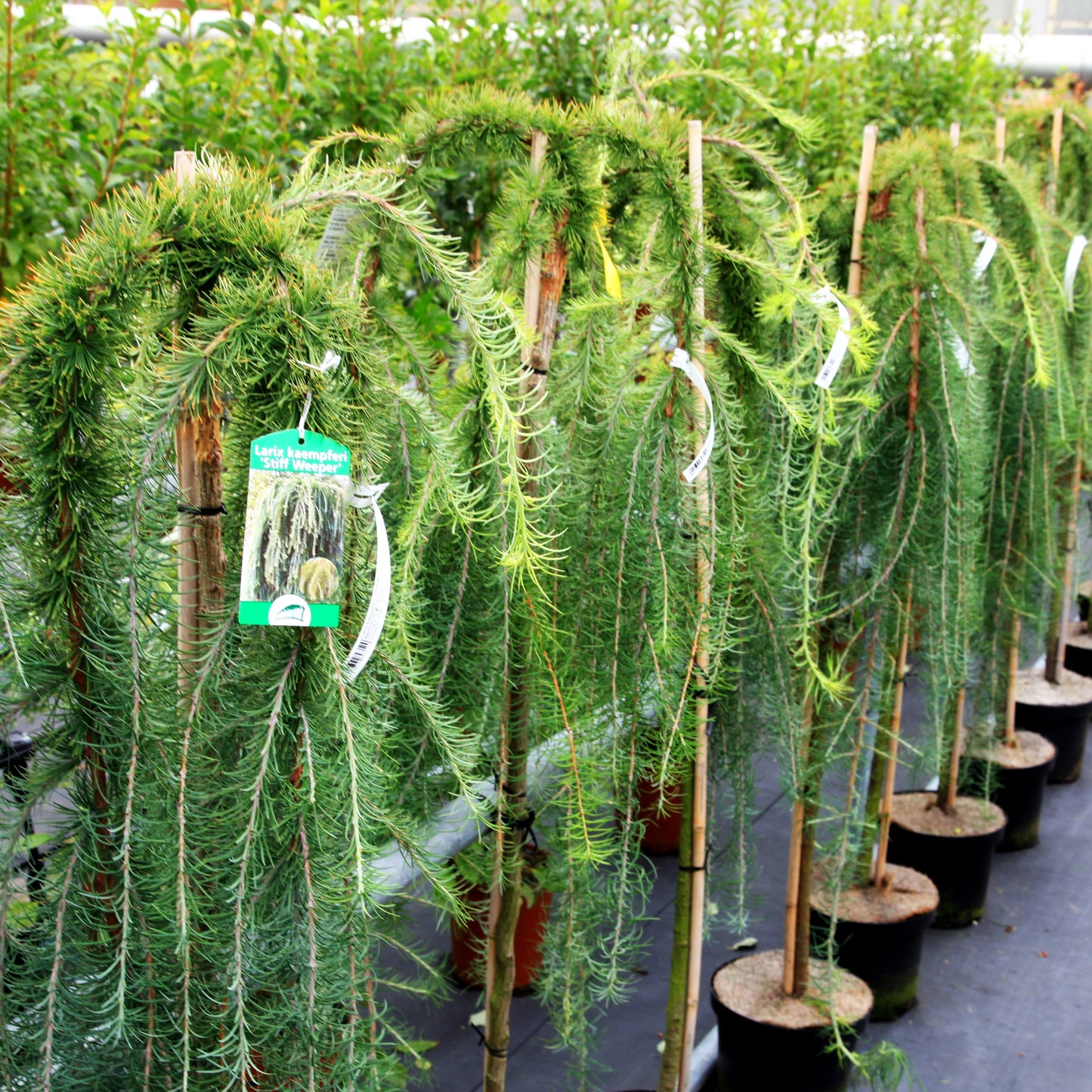 Japanische Hänge-Lärche 'Stiff Weeper' (Larix kaempferi)