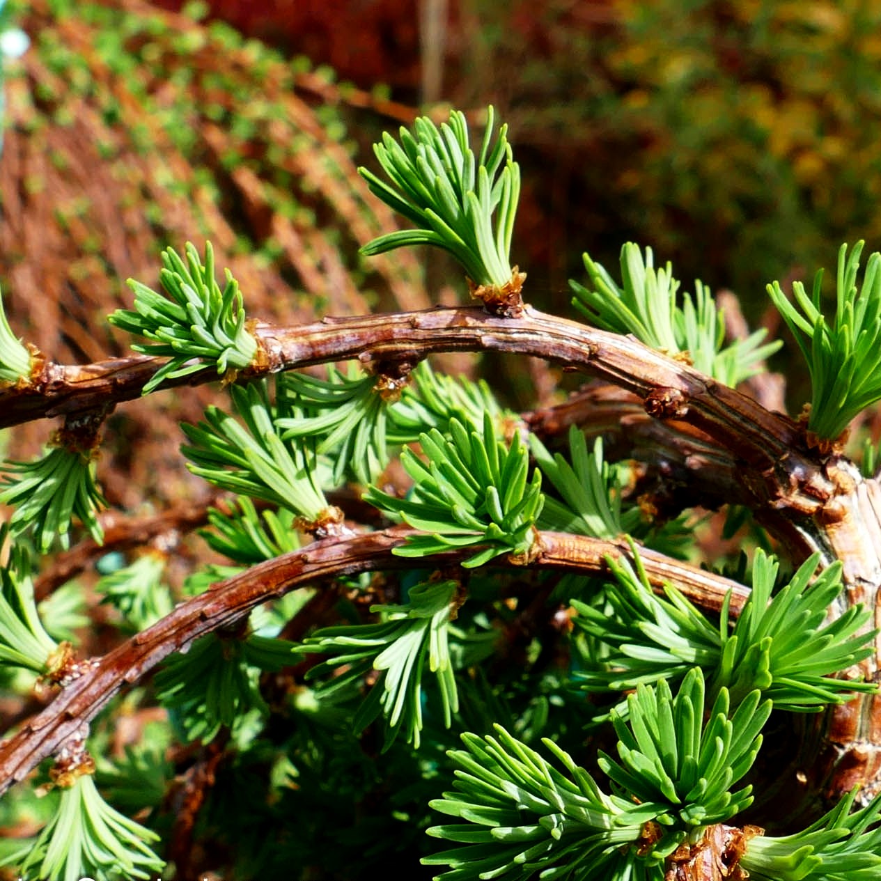 Japanische Hänge-Lärche 'Stiff Weeper' (Larix kaempferi)