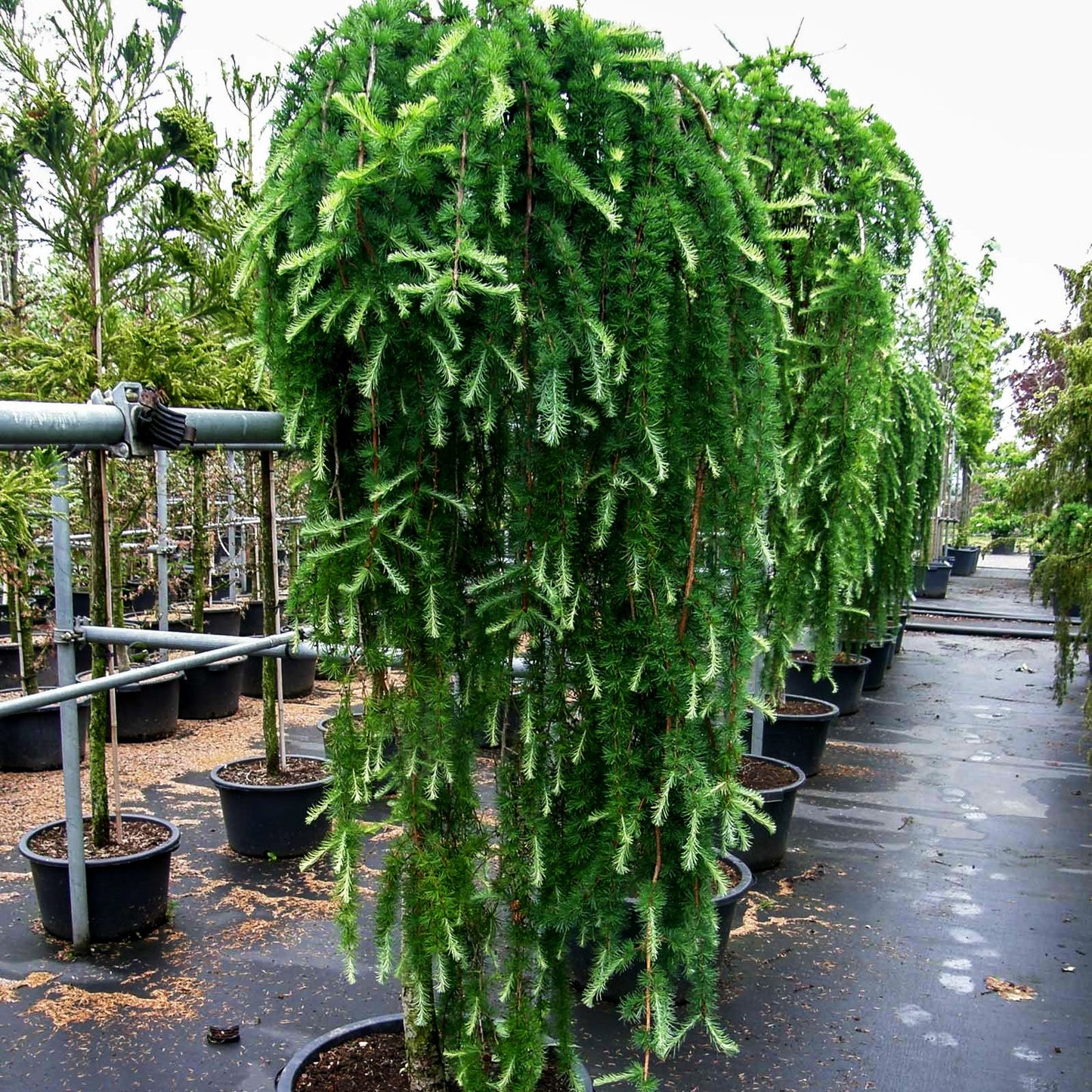 Japanische Hänge-Lärche 'Stiff Weeper' (Larix kaempferi)