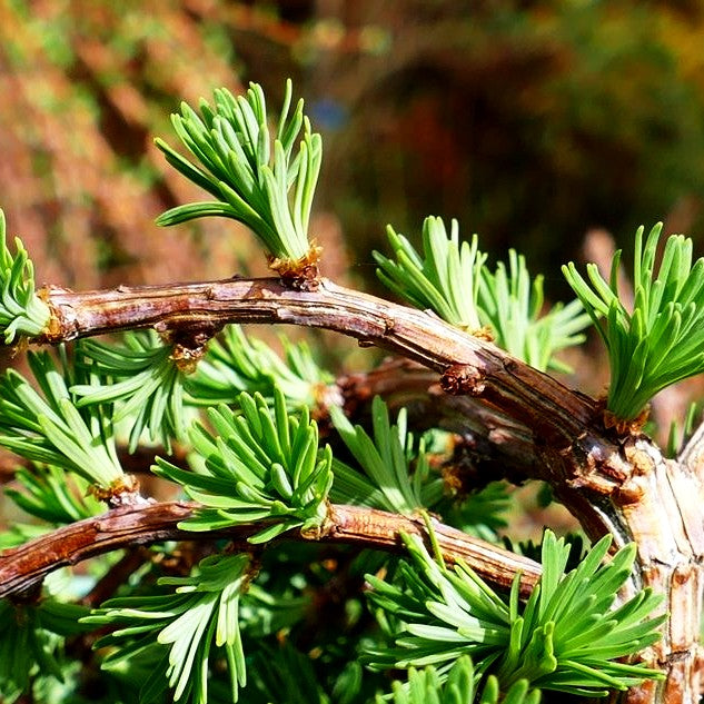 Japanische Hänge-Lärche 'Stiff Weeper' (Larix kaempferi)