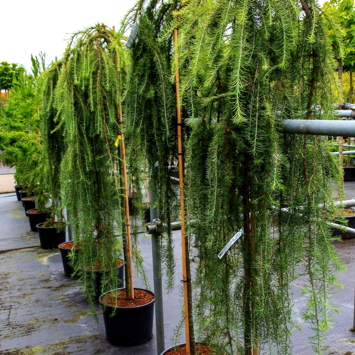 Japanische Hänge-Lärche 'Stiff Weeper' (Larix kaempferi)