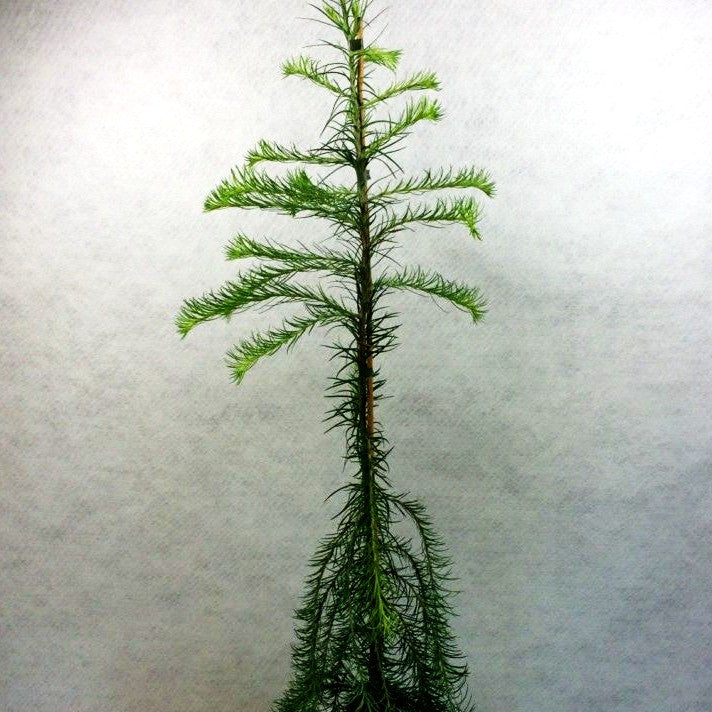 Japanische Hänge-Lärche 'Stiff Weeper' (Larix kaempferi)