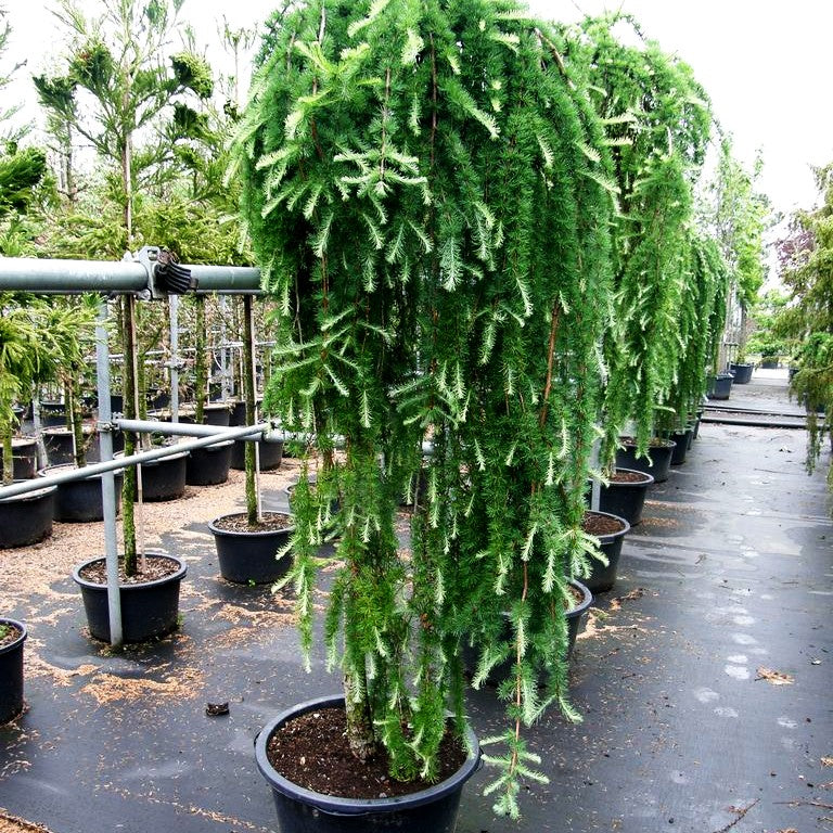 Japanische Hänge-Lärche 'Stiff Weeper' (Larix kaempferi)