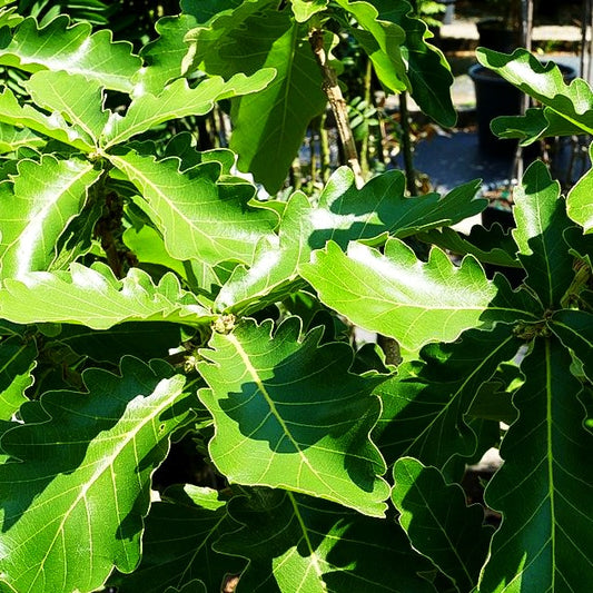 Japanische Kaiser-Eiche 'Carl Ferris Miller' (Quercus dentata)