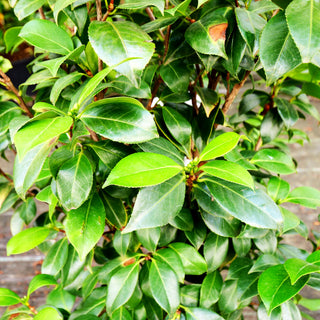 Japanische Kamelie 'Bicolor' (Camellia japonica)