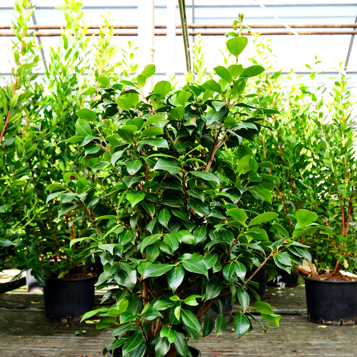 Japanische Kamelie 'Bicolor' (Camellia japonica)