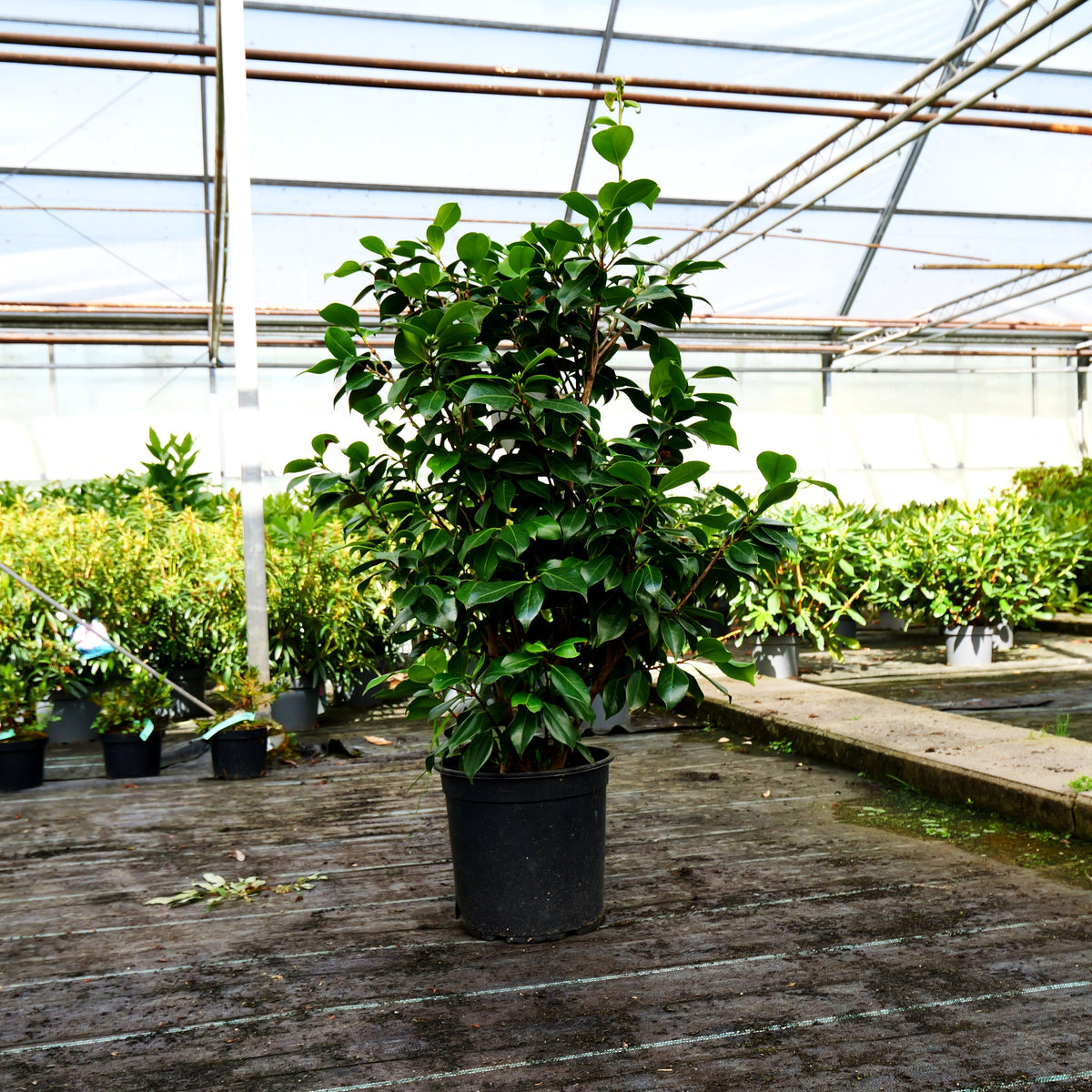 Japanische Kamelie 'Bicolor' (Camellia japonica)
