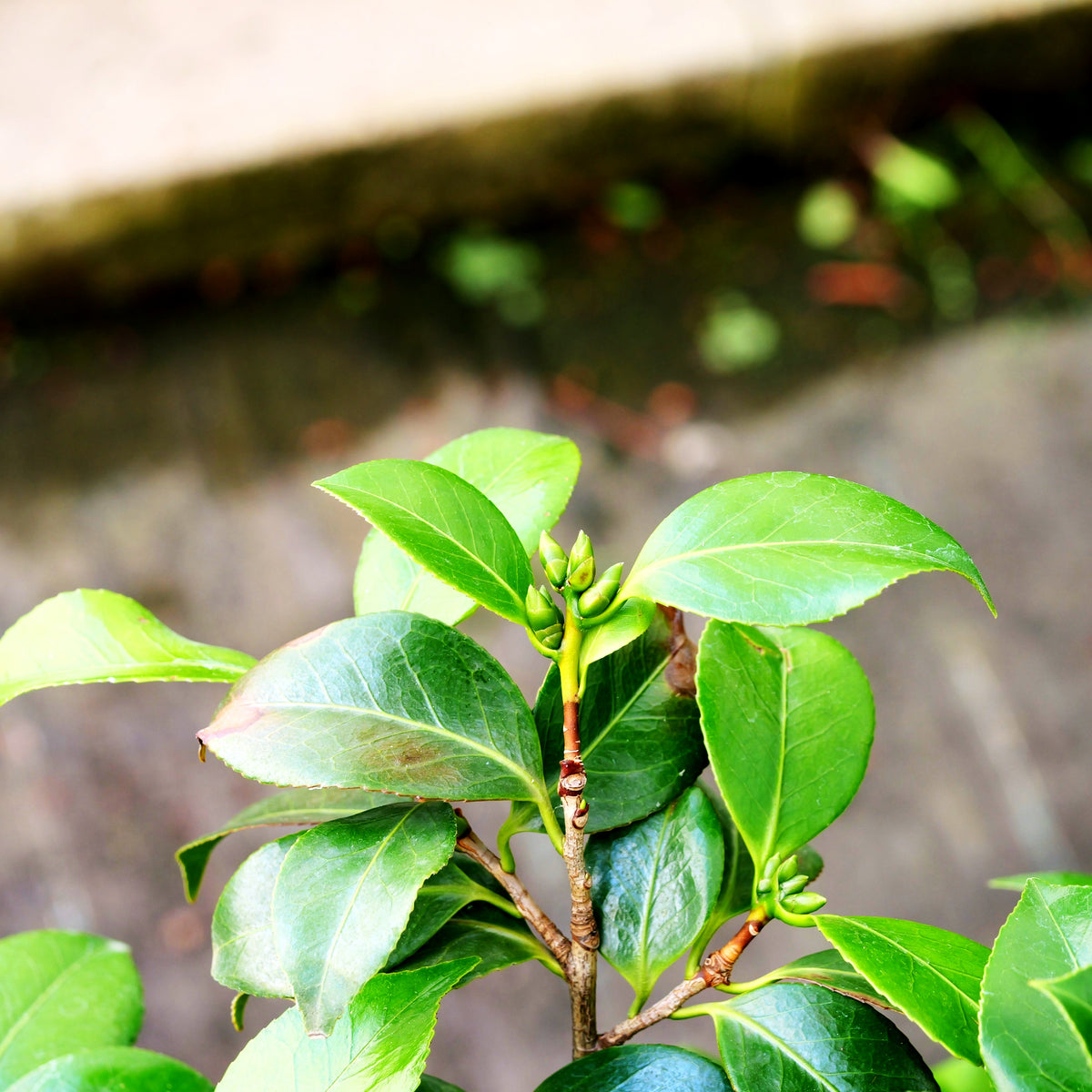 Japanische Kamelie 'Bicolor' (Camellia japonica)