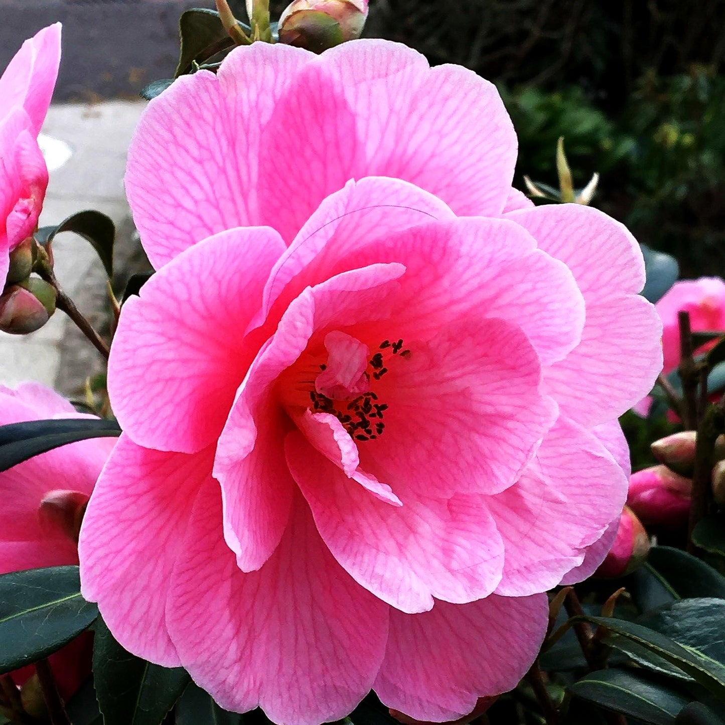 Japanische Kamelie (Camellia i.S, rosa gefüllt)