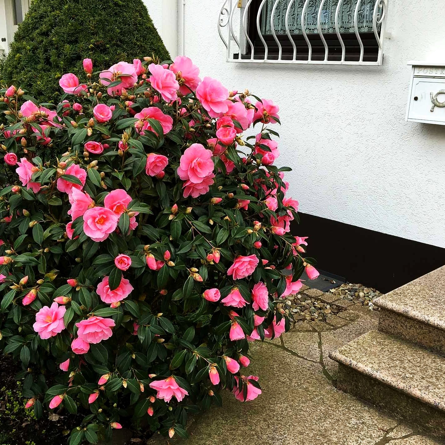 Japanische Kamelie (Camellia i.S, rosa gefüllt)