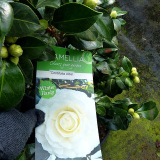 Japanische Kamelie 'Centifolia Alba' (Camellia japonica)
