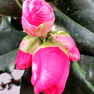 Japanische Kamelie 'Dr. King' (Camellia japonica)