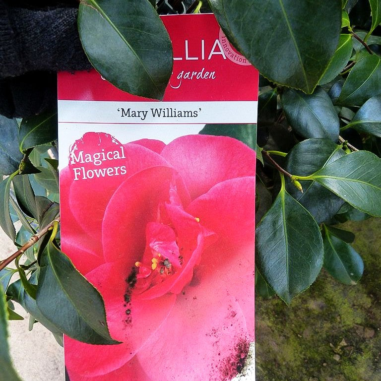 Japanische Kamelie 'Mary Williams' (Camellia reticulata)