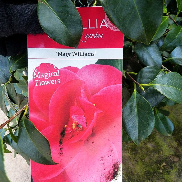 Japanische Kamelie 'Mary Williams' (Camellia reticulata)