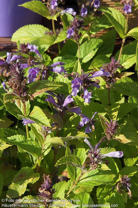 Japanische Katzenminze 'Blue Dreams' (Nepeta subsessilis)