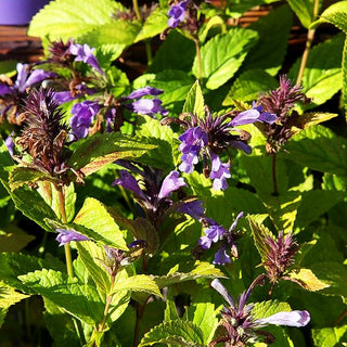 Japanische Katzenminze 'Blue Dreams' (Nepeta subsessilis)
