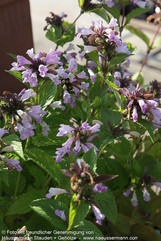 Japanische Katzenminze 'Pink Dreams' (Nepeta subsessilis)