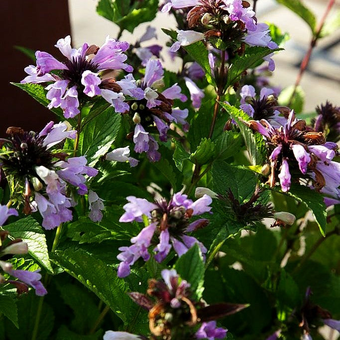 Japanische Katzenminze 'Pink Dreams' (Nepeta subsessilis)