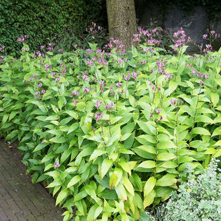 Japanische Krötenlilie (Tricyrtis hirta)