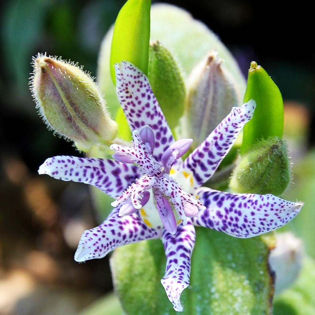 Japanische Krötenlilie (Tricyrtis hirta)