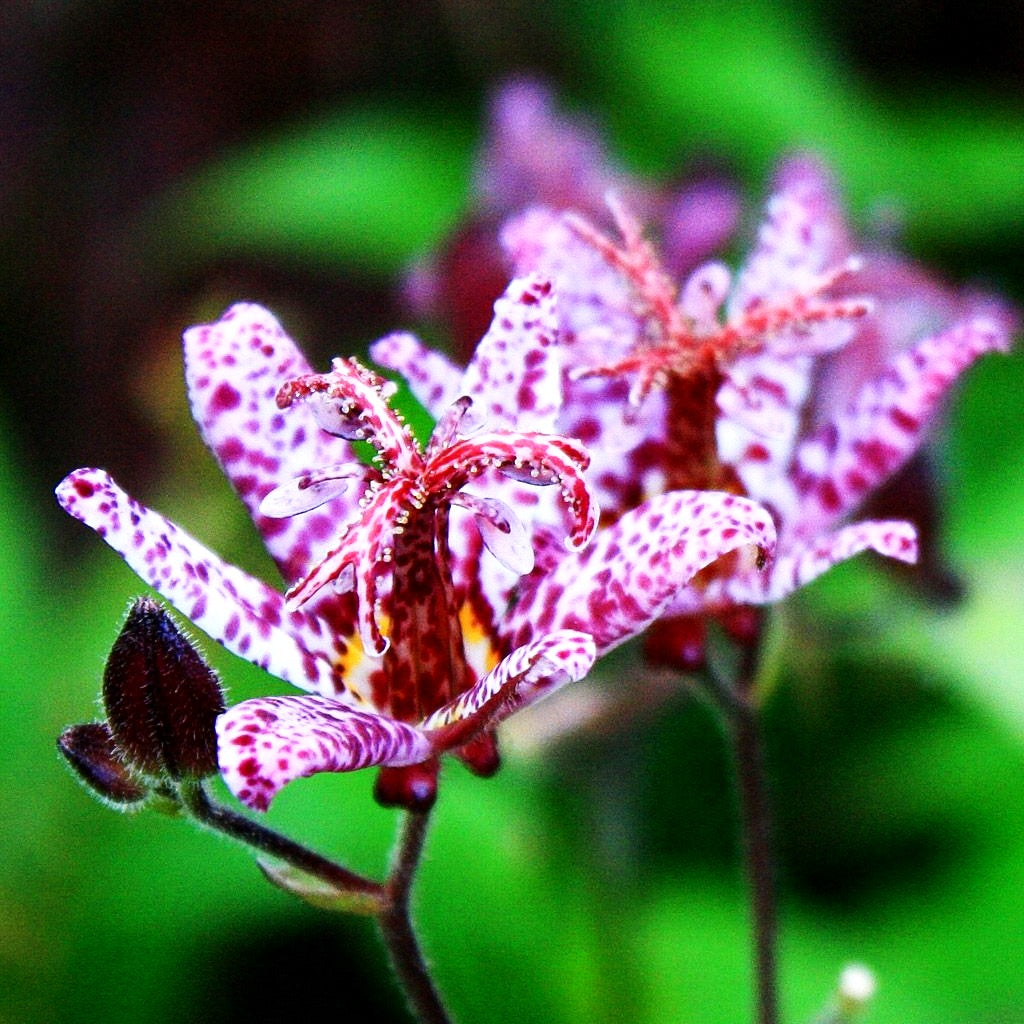 Japanische Krötenlilie (Tricyrtis hirta)